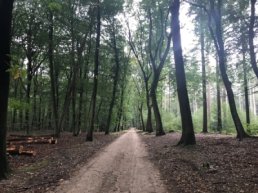 Puttense adoptiebomen binnen een etmaal vergeven