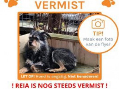 Hond Reia loopt van Den Haag naar Harderwijk