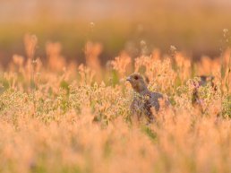 Natuur in beeld
