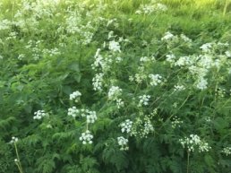 Weersomstandigheden leiden tot uitzonderlijke groei plantsoenen