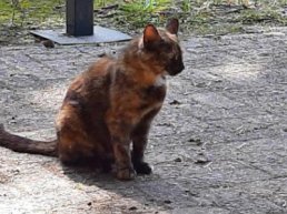 Gevonden huisdieren week 30