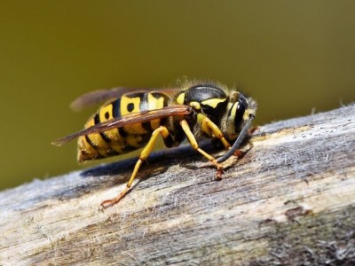 ​Bestrijding van wespennesten