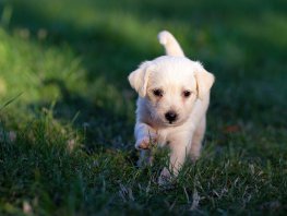 Steeds minder overlast van hondenpoep