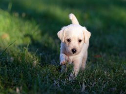 Steeds minder overlast van hondenpoep