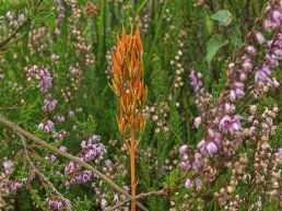 Zeldzame planten in het Verbrande bos en de Leemputten