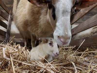 ​Eerste lammetje geboren in de schaapskooi van Ermelo
