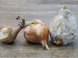 Ruil een tegel voor een bloembol