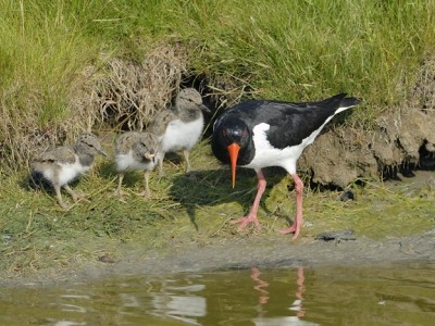 ​Nationale Vogelweek in polder Arkemheen