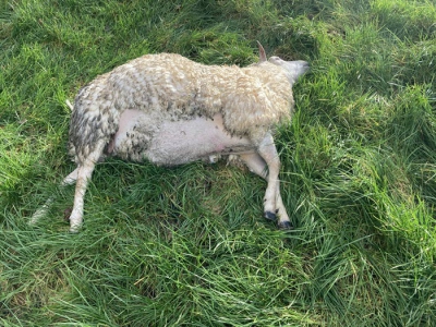 Wolf weer actief in Putten; twee schapen dood en drie gewond