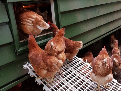 ​Vogelgriep vastgesteld in Putten, 110.000 kippen geruimd