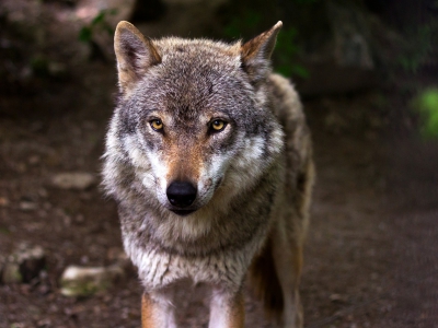 De Europese Commissie wil de wolf minder gaan beschermen