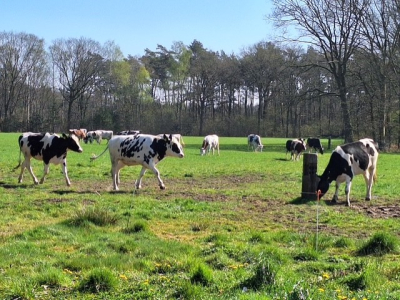 'Droge' koeien genieten van het mooie weer