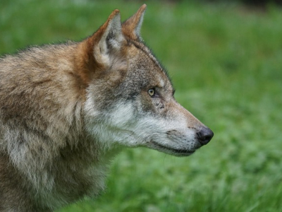 Na diverse incidenten moet de overheid nu grenzen stellen aan de wolf