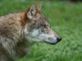 Na diverse incidenten moet de overheid nu grenzen stellen aan de wolf