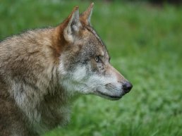 Na diverse incidenten moet de overheid nu grenzen stellen aan de wolf