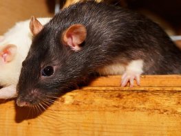 ​Wij Putten stelt overlast ratten aan de orde