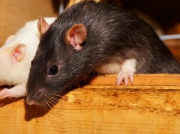 Wij Putten stelt overlast ratten aan de orde