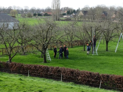 ​Vrijwilligers gezocht voor behoud van hoogstamboomgaarden