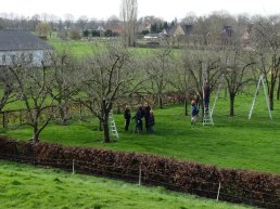 ​Vrijwilligers gezocht voor behoud van hoogstamboomgaarden