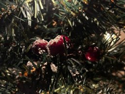 ​Kerstbomeninzamelactie voor Puttense jongeren