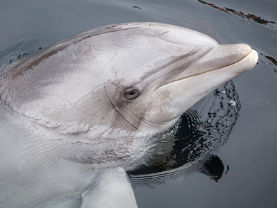 Dolfinarium neemt afscheid van dolfijn Honey (58)