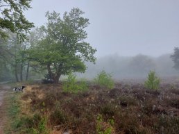 SGP Putten houdt fotowedstrijd om ‘Uniek Putten’ in beeld te brengen