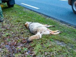 Militairen rijden wolf aan op Putterweg 