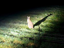 Wallaby duikt op in tuin in Koudhoorn: bijzondere bezoeker houdt bewoners bezig