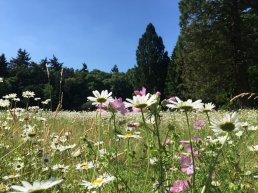 ​Voorjaarswandeling op Landgoed Schovenhorst
