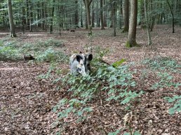 ​Wandelaars schrikken van 'everzwijn' in Putterbos
