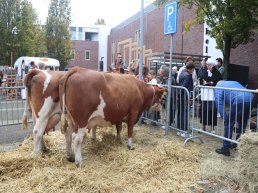 Oude tijden herleven tijdens de Ossenmarkt